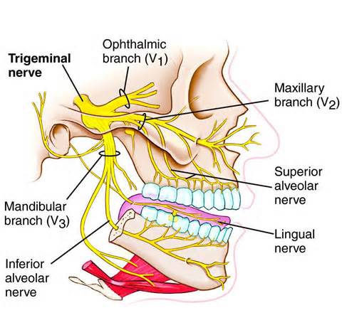 Trigeminal-Nerve.jpg