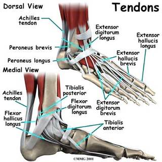 tendons-foot.jpg